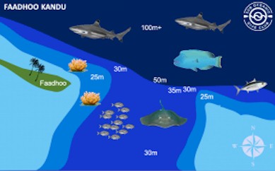 Faadhoo Kandu